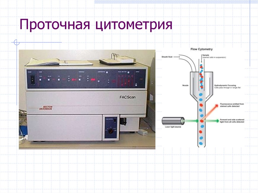 Основные виды Основные виды