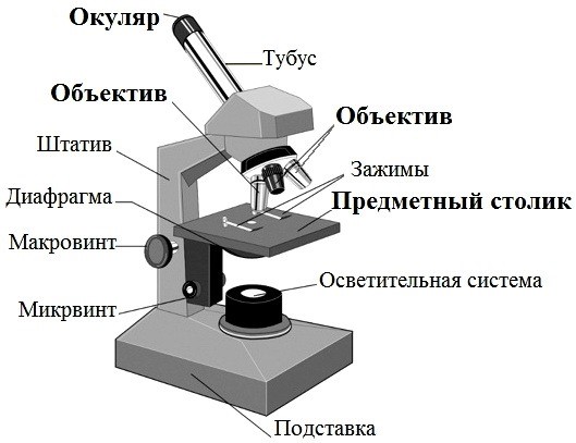 chasti-mikroskopa-i-ih-nazvaniya-i-funkcii