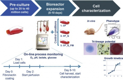bioreaktor_na_polyh_voloknah_quantum_flex_terumo_bct_2.jpg